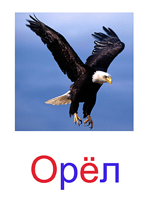Карточки Домана птицы