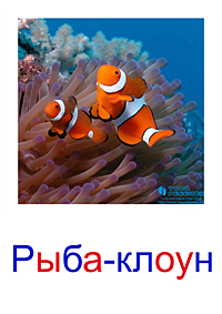 Морские животные