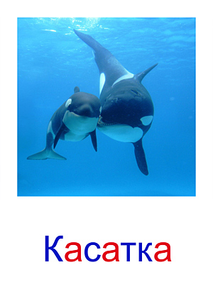 Морские жители